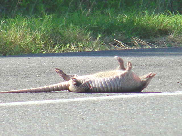 Armadillo