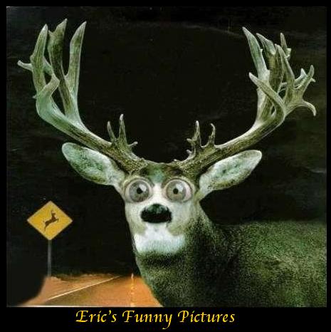 Deer In Headlights